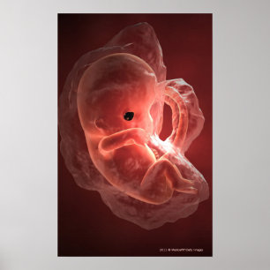 Illustration av ett framkallande embryo poster
