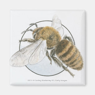 Illustration av européhonungbiet magnet