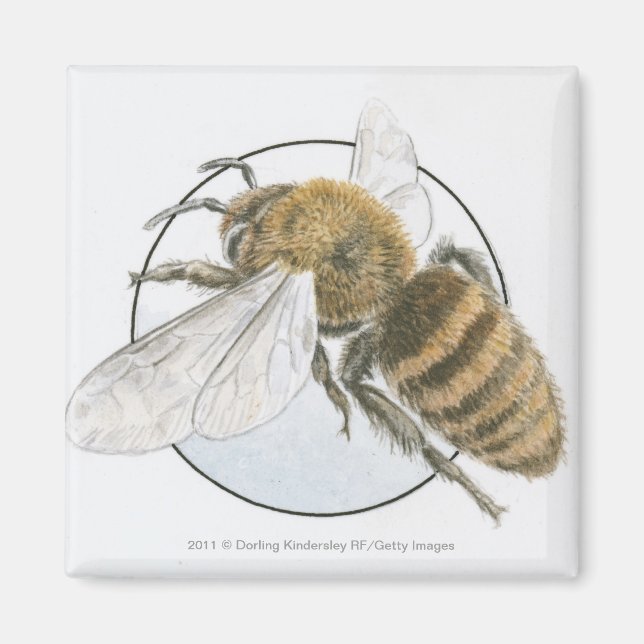 Illustration av europeisk honungsbi magnet (Framsidan)
