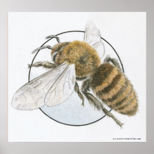 Illustration av europeisk honungsbi poster