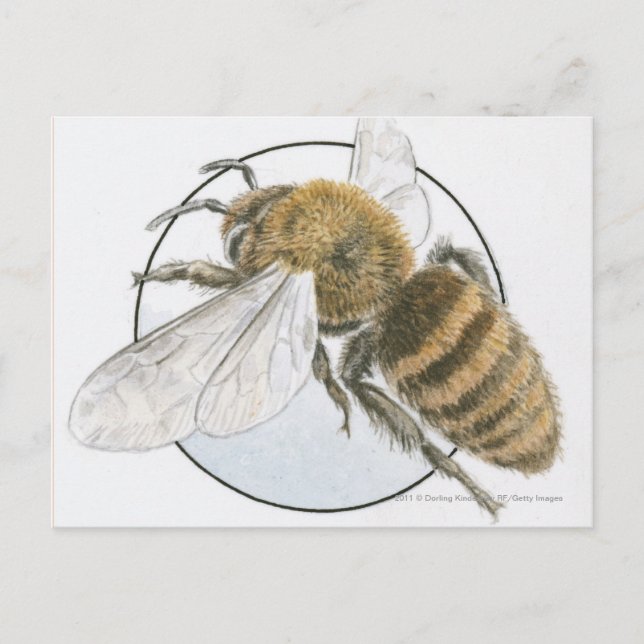 Illustration av europeisk honungsbi vykort (Framsida)