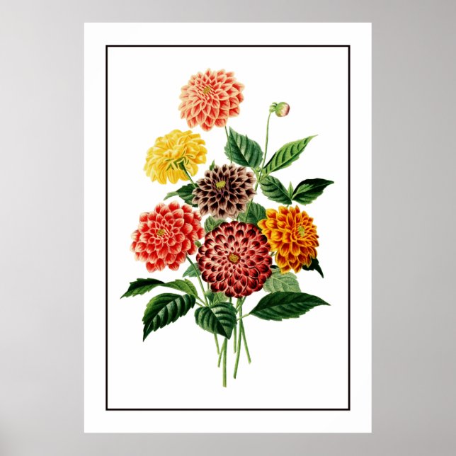 Illustration av färgade botaniska blommor poster (Framsidan)