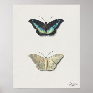 Illustration av fjäril poster