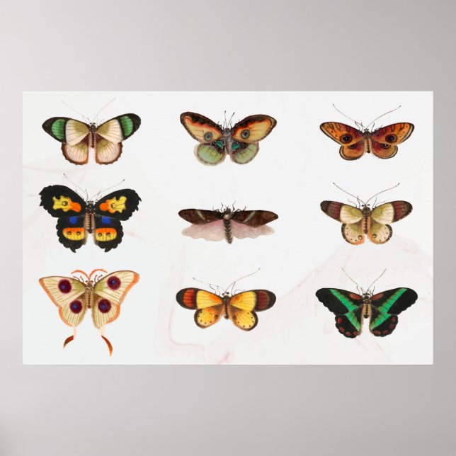 Illustration av fjäril poster (Framsidan)