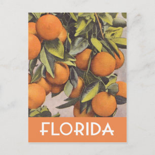 illustration av Florida oranges vintage Vykort