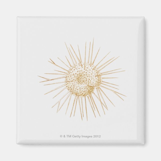 Illustration av foraminiferan-snäcka magnet (Framsidan)