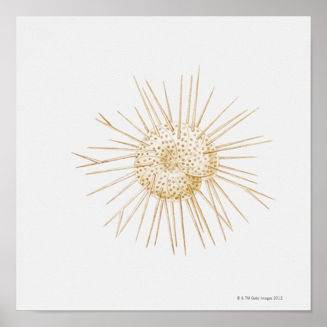 Illustration av foraminiferan-snäcka poster (Framsidan)