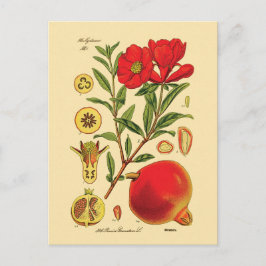 Illustration av gammalt granatäpple vykort