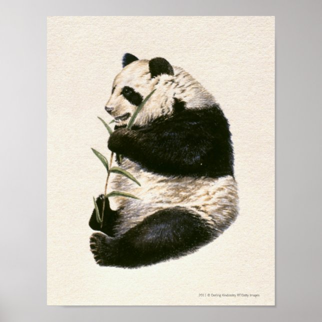 Illustration av Giant panda matande på bamboo Poster (Framsidan)