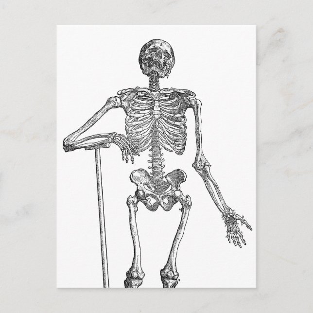 Illustration av grävande skelett vykort (Framsida)