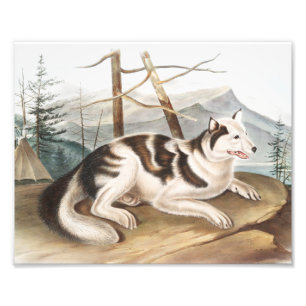 Illustration av hare indisk Hund (Canis familiaris Fototryck