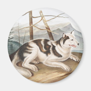 Illustration av hare indisk Hund (Canis familiaris Magnet
