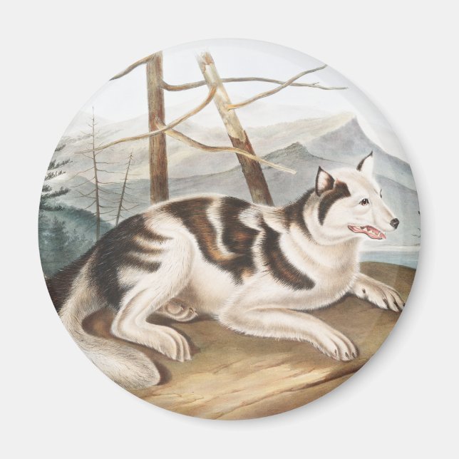 Illustration av hare indisk Hund (Canis familiaris Magnet (Framsidan)
