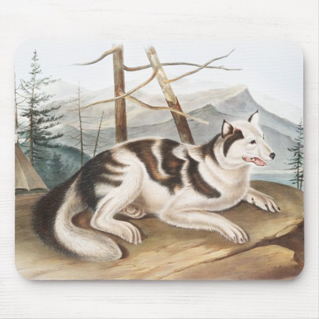 Illustration av hare indisk Hund (Canis familiaris Musmatta (Framsidan)