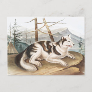 Illustration av hare indisk Hund (Canis familiaris Vykort