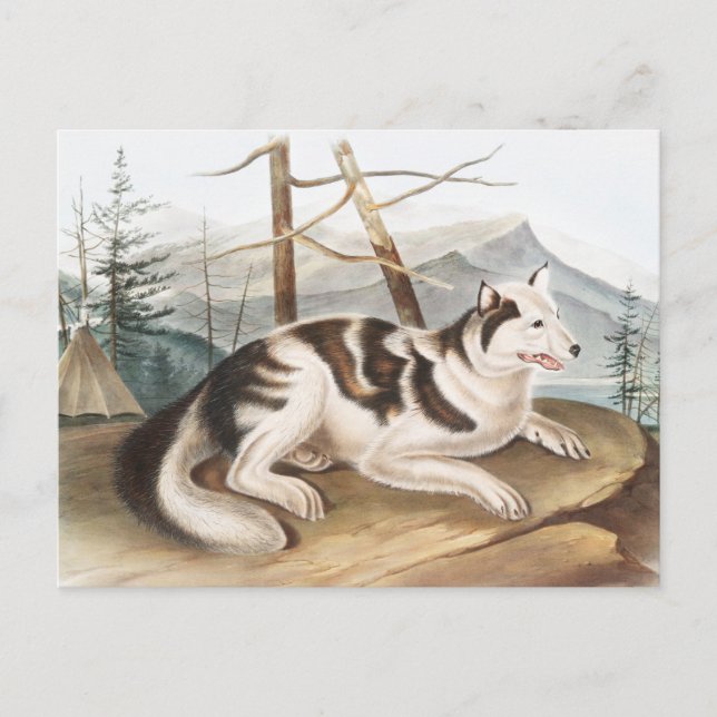 Illustration av hare indisk Hund (Canis familiaris Vykort (Framsida)