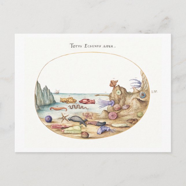 Illustration av havskräftor vykort (Framsida)