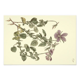 Illustration av hornviol botanisk fototryck