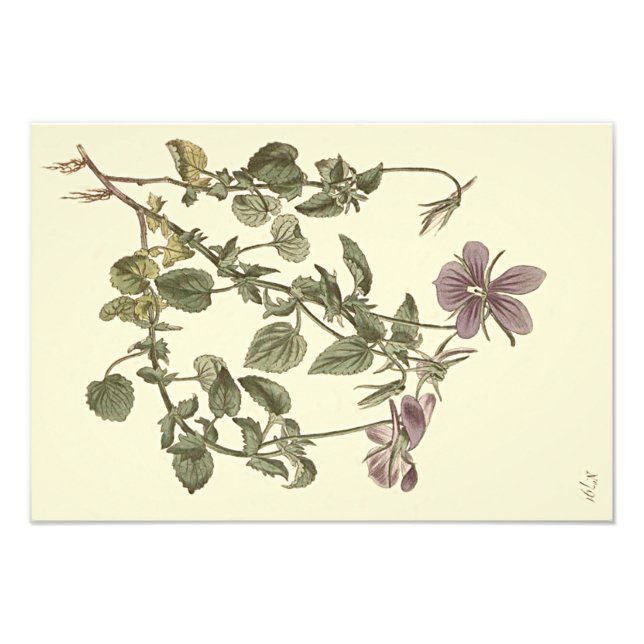 Illustration av hornviol botanisk fototryck (Framsidan)