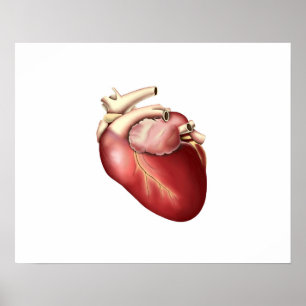 Illustration av humant hjärta poster