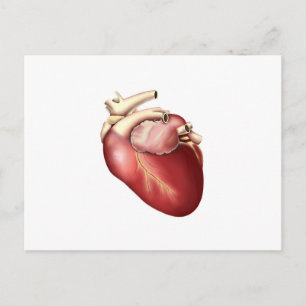 Illustration av humant hjärta vykort