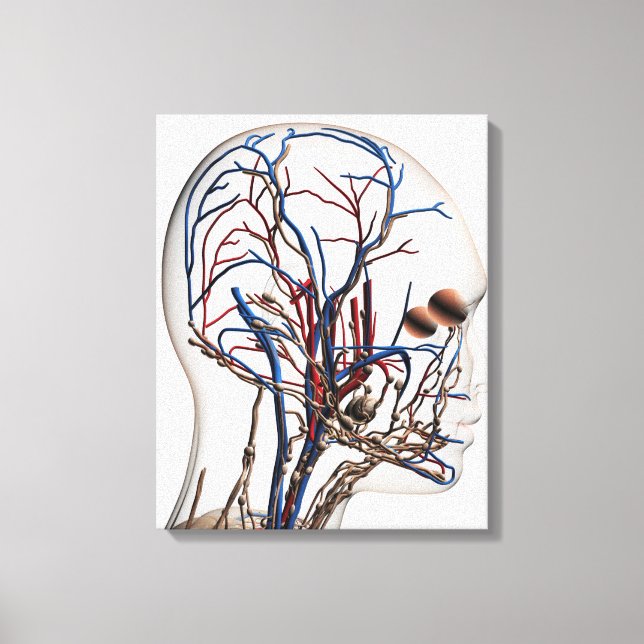 Illustration av huvudartärer 1 canvastryck (Framsida)