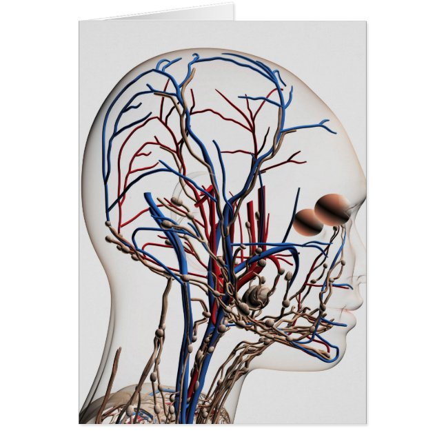 Illustration av huvudartärer 1 hälsningskort (Framsidan)