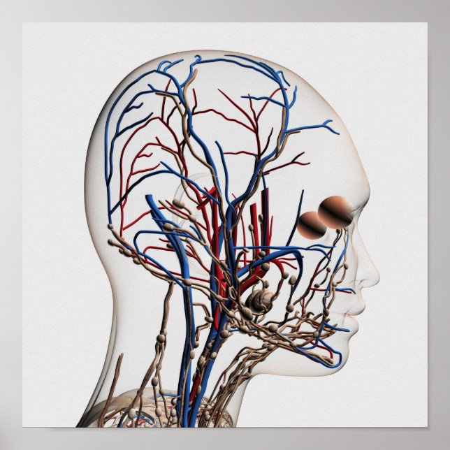 Illustration av huvudartärer 1 poster (Framsidan)
