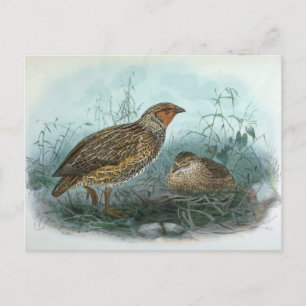 Illustration av japansk Quail Vintage Bird Vykort