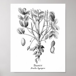 Illustration av jordnöts Vintage Poster