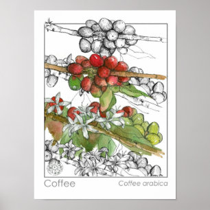 Illustration av kaféet Bean Plant Gren Herb Poster