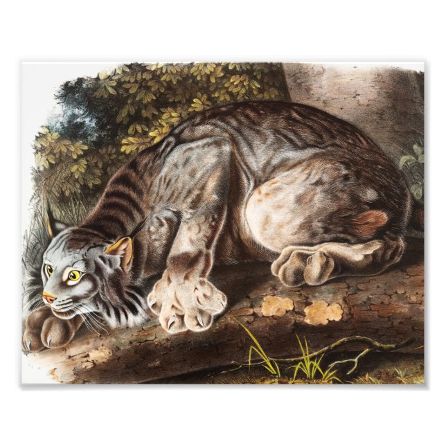 Illustration av Kanada Lynx (Lynx Canadensis) Fototryck (Framsidan)