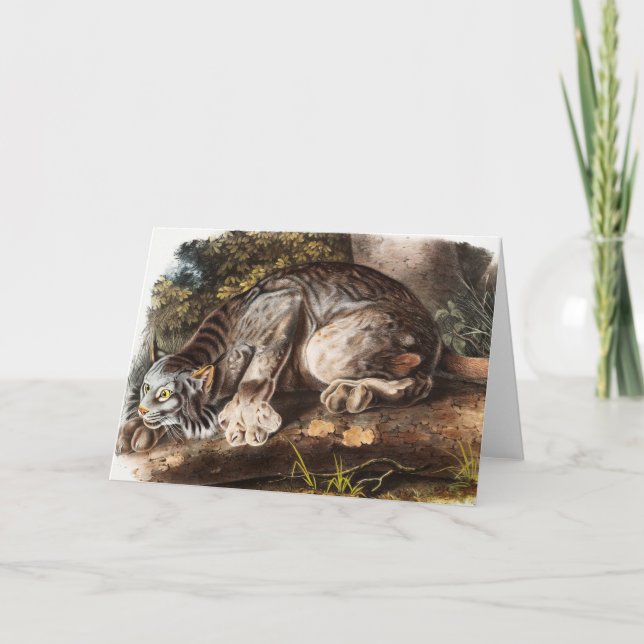 Illustration av Kanada Lynx (Lynx Canadensis) Kort (Framsida)