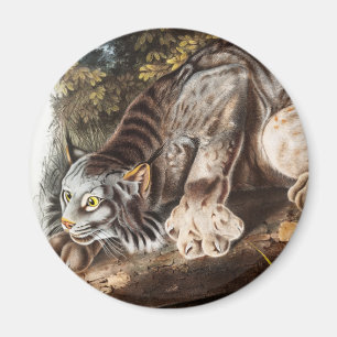 Illustration av Kanada Lynx (Lynx Canadensis) Magnet