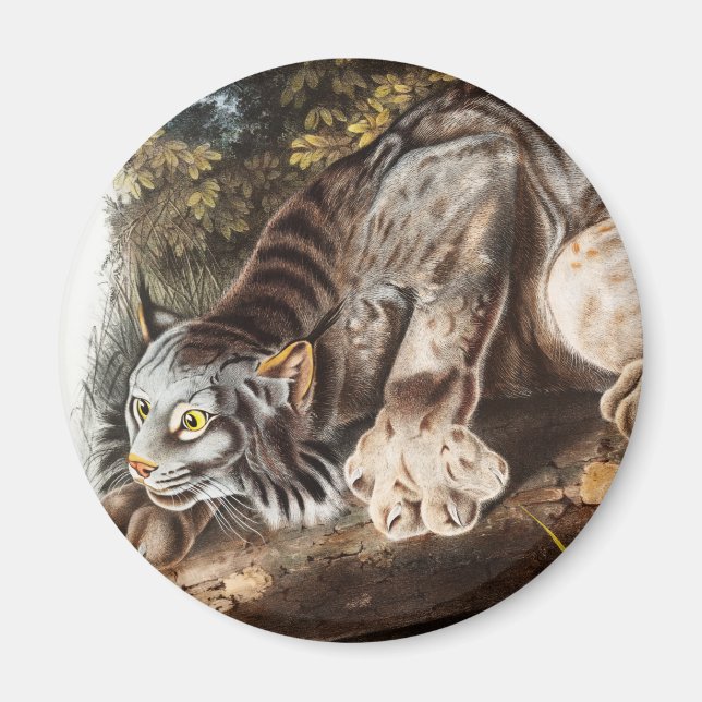 Illustration av Kanada Lynx (Lynx Canadensis) Magnet (Framsidan)