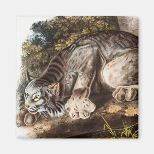 Illustration av Kanada Lynx (Lynx Canadensis) Magnet