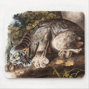 Illustration av Kanada Lynx (Lynx Canadensis) Musmatta