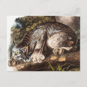 Illustration av Kanada Lynx (Lynx Canadensis) Vykort