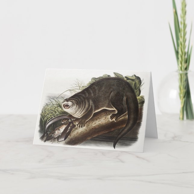 Illustration av Kanada Otter (Lutra Canadensis) Kort (Framsida)