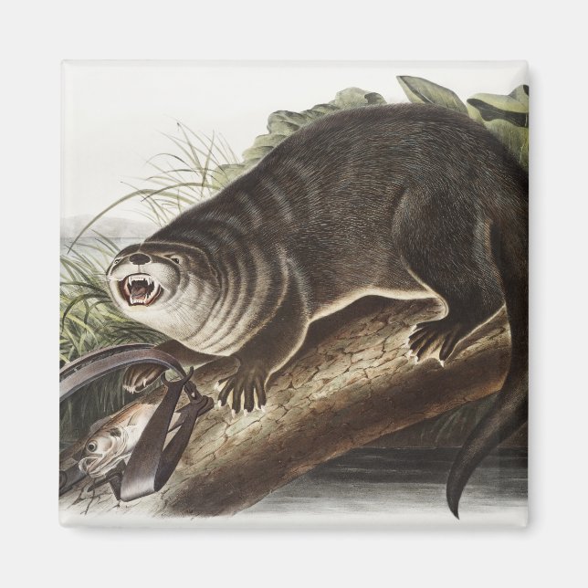 Illustration av Kanada Otter (Lutra Canadensis) Magnet (Framsidan)