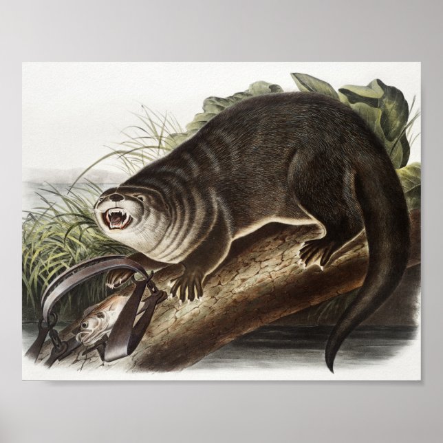 Illustration av Kanada Otter (Lutra Canadensis) Poster (Framsidan)