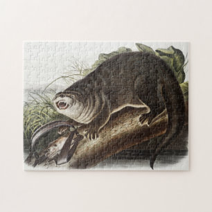 Illustration av Kanada Otter (Lutra Canadensis) Pussel