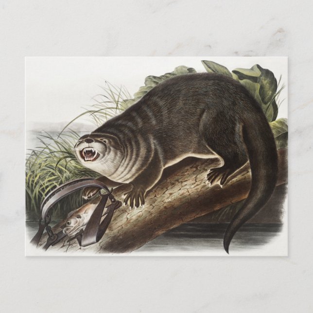 Illustration av kanadisk utter (Lutra Canadensis) Vykort (Framsida)
