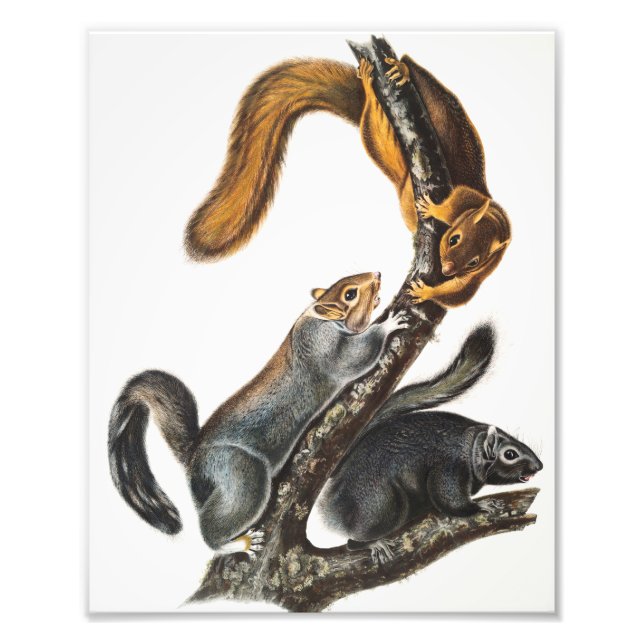 Illustration av kattekorre (Sciurus cinereus) Fototryck (Framsidan)