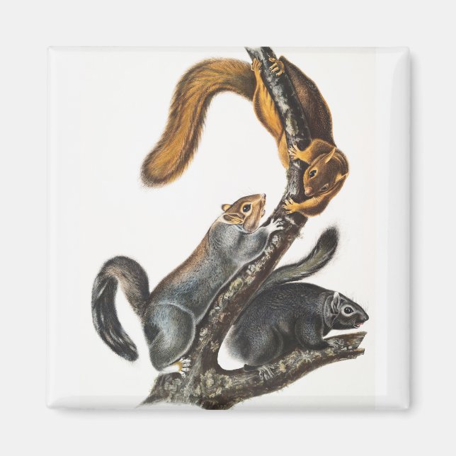 Illustration av kattekorre (Sciurus cinereus) Magnet (Framsidan)