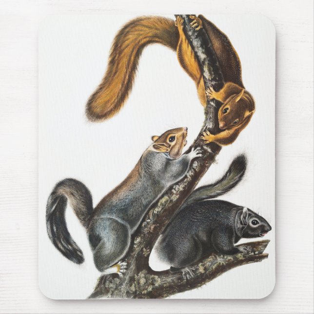 Illustration av kattekorre (Sciurus cinereus) Musmatta (Framsidan)