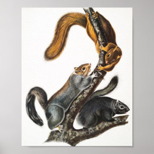 Illustration av kattekorre (Sciurus cinereus) Poster