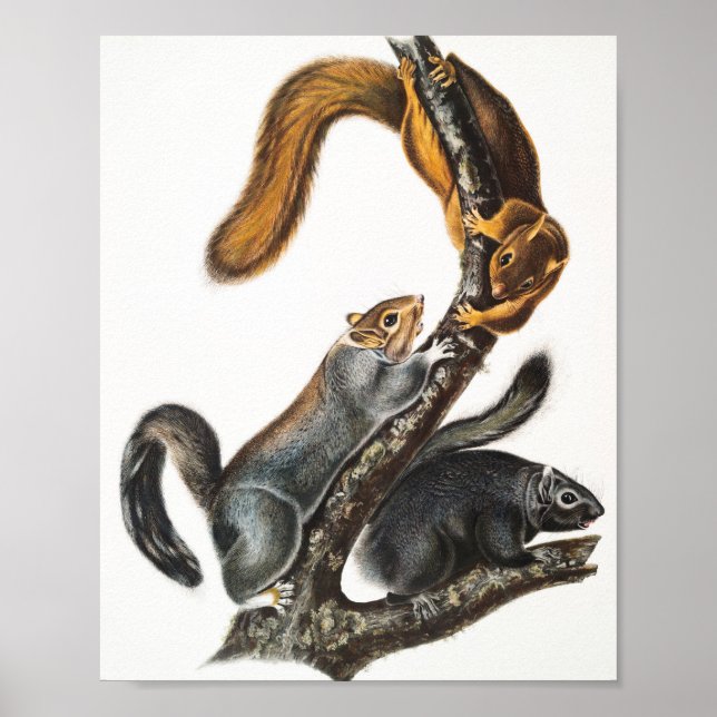 Illustration av kattekorre (Sciurus cinereus) Poster (Framsidan)