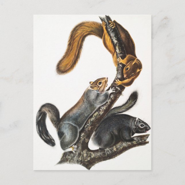 Illustration av kattekorre (Sciurus cinereus) Vykort (Framsida)