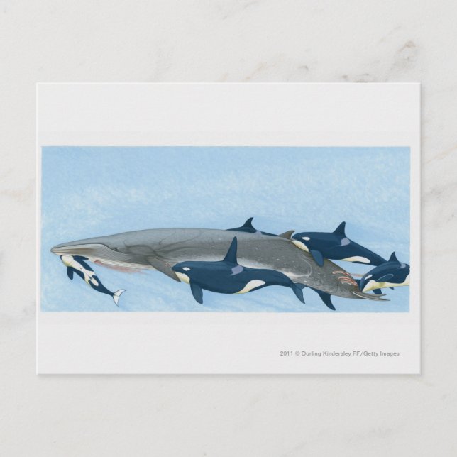 Illustration av Killer Whales som arbetar i en gru Vykort (Framsida)
